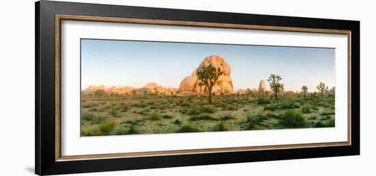 Joshua Trees in Desert at Sunrise, Joshua Tree National Park, San Bernardino County-null-Framed Photographic Print