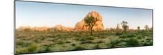 Photographic Print