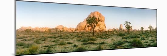 Joshua Trees in Desert at Sunrise, Joshua Tree National Park, San Bernardino County-null-Mounted Photographic Print