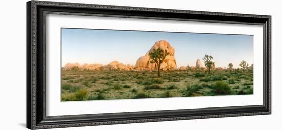 Joshua Trees in Desert at Sunrise, Joshua Tree National Park, San Bernardino County-null-Framed Photographic Print