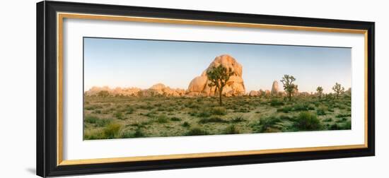 Joshua Trees in Desert at Sunrise, Joshua Tree National Park, San Bernardino County-null-Framed Photographic Print