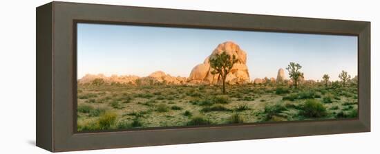 Joshua Trees in Desert at Sunrise, Joshua Tree National Park, San Bernardino County-null-Framed Premier Image Canvas