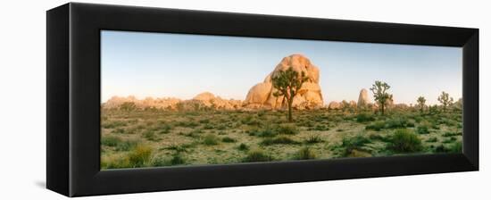 Joshua Trees in Desert at Sunrise, Joshua Tree National Park, San Bernardino County-null-Framed Premier Image Canvas