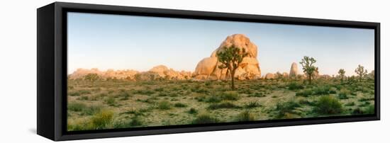 Joshua Trees in Desert at Sunrise, Joshua Tree National Park, San Bernardino County-null-Framed Premier Image Canvas