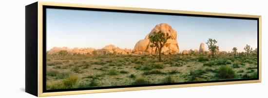 Joshua Trees in Desert at Sunrise, Joshua Tree National Park, San Bernardino County-null-Framed Premier Image Canvas