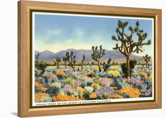 Joshua Trees in Desert, California-null-Framed Stretched Canvas