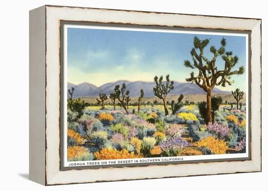 Joshua Trees in Desert, California-null-Framed Stretched Canvas