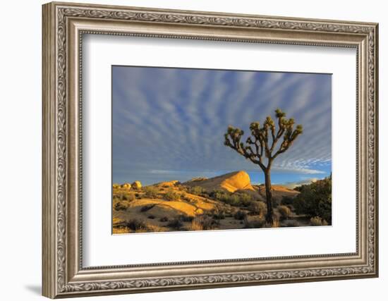 Joshua Trees in Sunset Light in Joshua Tree NP, California, USA-Chuck Haney-Framed Photographic Print