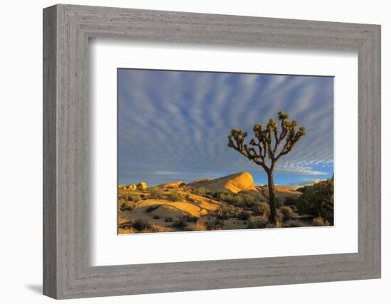 Joshua Trees in Sunset Light in Joshua Tree NP, California, USA-Chuck Haney-Framed Photographic Print