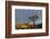 Joshua Trees in Sunset Light in Joshua Tree NP, California, USA-Chuck Haney-Framed Photographic Print