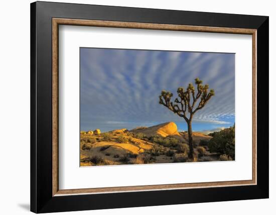 Joshua Trees in Sunset Light in Joshua Tree NP, California, USA-Chuck Haney-Framed Photographic Print