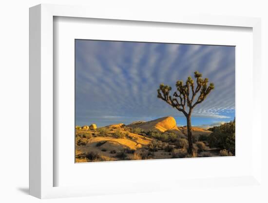 Joshua Trees in Sunset Light in Joshua Tree NP, California, USA-Chuck Haney-Framed Photographic Print