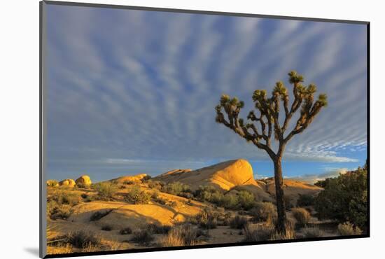 Joshua Trees in Sunset Light in Joshua Tree NP, California, USA-Chuck Haney-Mounted Photographic Print