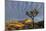 Joshua Trees in Sunset Light in Joshua Tree NP, California, USA-Chuck Haney-Mounted Photographic Print