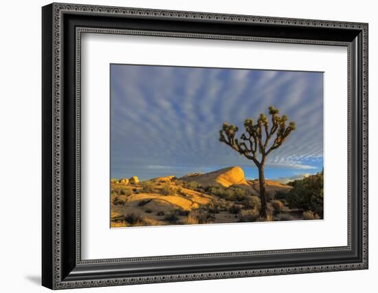 Joshua Trees in Sunset Light in Joshua Tree NP, California, USA-Chuck Haney-Framed Photographic Print