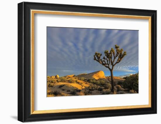 Joshua Trees in Sunset Light in Joshua Tree NP, California, USA-Chuck Haney-Framed Photographic Print