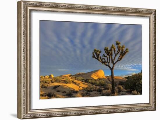 Joshua Trees in Sunset Light in Joshua Tree NP, California, USA-Chuck Haney-Framed Photographic Print