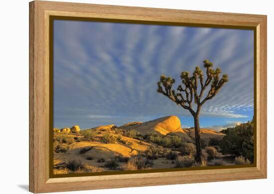 Joshua Trees in Sunset Light in Joshua Tree NP, California, USA-Chuck Haney-Framed Premier Image Canvas