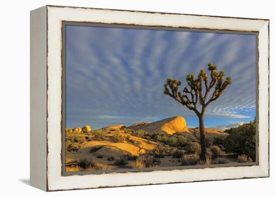 Joshua Trees in Sunset Light in Joshua Tree NP, California, USA-Chuck Haney-Framed Premier Image Canvas