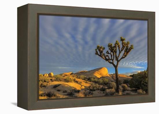 Joshua Trees in Sunset Light in Joshua Tree NP, California, USA-Chuck Haney-Framed Premier Image Canvas