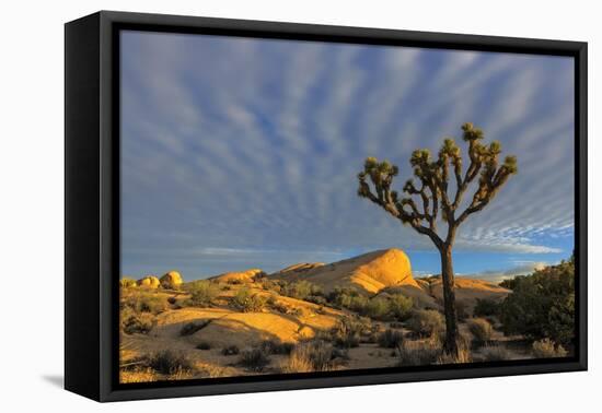 Joshua Trees in Sunset Light in Joshua Tree NP, California, USA-Chuck Haney-Framed Premier Image Canvas