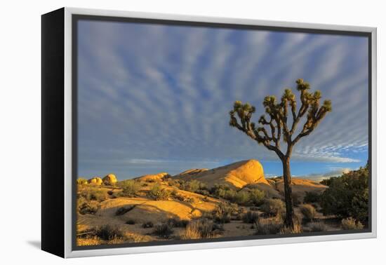 Joshua Trees in Sunset Light in Joshua Tree NP, California, USA-Chuck Haney-Framed Premier Image Canvas