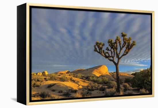 Joshua Trees in Sunset Light in Joshua Tree NP, California, USA-Chuck Haney-Framed Premier Image Canvas