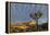 Joshua Trees in Sunset Light in Joshua Tree NP, California, USA-Chuck Haney-Framed Premier Image Canvas