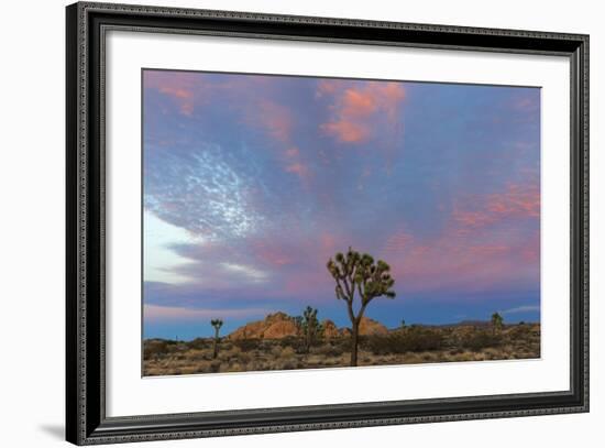 Joshua Trees in Sunset Light in Joshua Tree NP, California, USA-Chuck Haney-Framed Photographic Print