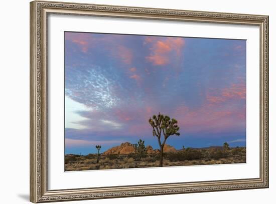 Joshua Trees in Sunset Light in Joshua Tree NP, California, USA-Chuck Haney-Framed Photographic Print