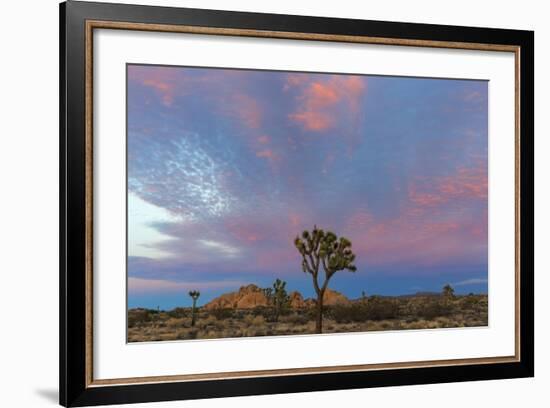 Joshua Trees in Sunset Light in Joshua Tree NP, California, USA-Chuck Haney-Framed Photographic Print