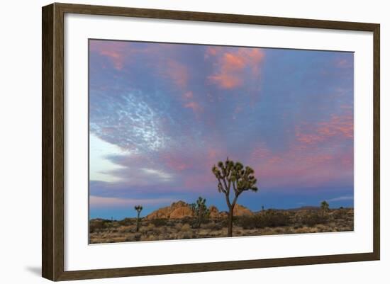 Joshua Trees in Sunset Light in Joshua Tree NP, California, USA-Chuck Haney-Framed Photographic Print