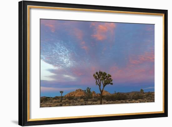 Joshua Trees in Sunset Light in Joshua Tree NP, California, USA-Chuck Haney-Framed Photographic Print