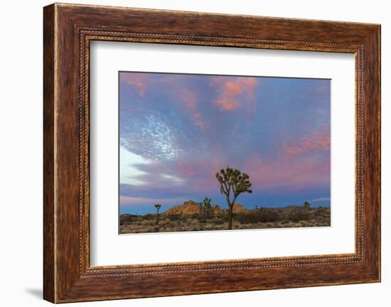 Joshua Trees in Sunset Light in Joshua Tree NP, California, USA-Chuck Haney-Framed Photographic Print