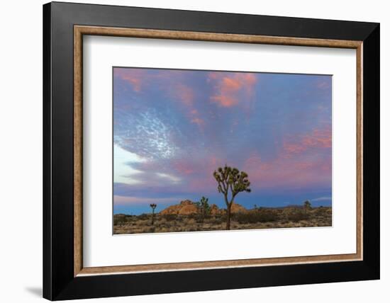 Joshua Trees in Sunset Light in Joshua Tree NP, California, USA-Chuck Haney-Framed Photographic Print