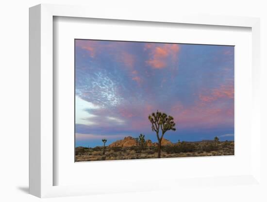 Joshua Trees in Sunset Light in Joshua Tree NP, California, USA-Chuck Haney-Framed Photographic Print