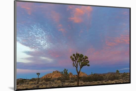 Joshua Trees in Sunset Light in Joshua Tree NP, California, USA-Chuck Haney-Mounted Photographic Print