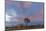 Joshua Trees in Sunset Light in Joshua Tree NP, California, USA-Chuck Haney-Mounted Photographic Print