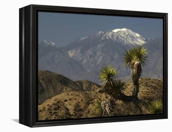 Joshua Trees in Winter, Joshua Tree National Park, California, USA-Michel Hersen-Framed Premier Image Canvas