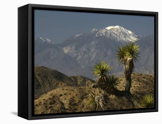 Joshua Trees in Winter, Joshua Tree National Park, California, USA-Michel Hersen-Framed Premier Image Canvas