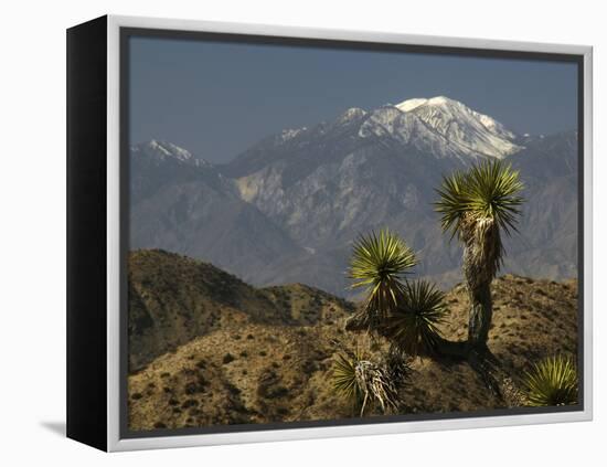 Joshua Trees in Winter, Joshua Tree National Park, California, USA-Michel Hersen-Framed Premier Image Canvas