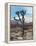 Joshua Trees in Winter, Joshua Tree National Park, California, USA-Michel Hersen-Framed Premier Image Canvas
