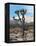 Joshua Trees in Winter, Joshua Tree National Park, California, USA-Michel Hersen-Framed Premier Image Canvas