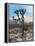 Joshua Trees in Winter, Joshua Tree National Park, California, USA-Michel Hersen-Framed Premier Image Canvas