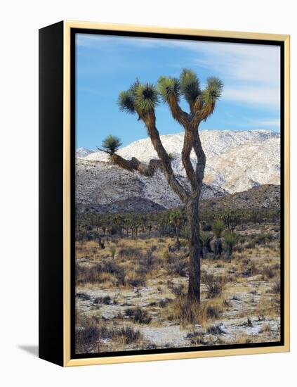 Joshua Trees in Winter, Joshua Tree National Park, California, USA-Michel Hersen-Framed Premier Image Canvas