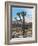 Joshua Trees in Winter, Joshua Tree National Park, California, USA-Michel Hersen-Framed Photographic Print