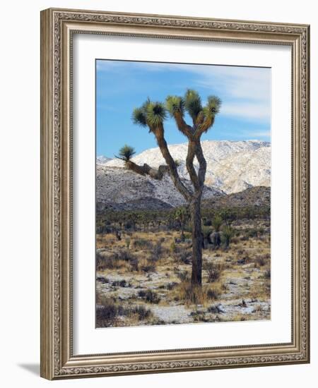 Joshua Trees in Winter, Joshua Tree National Park, California, USA-Michel Hersen-Framed Photographic Print