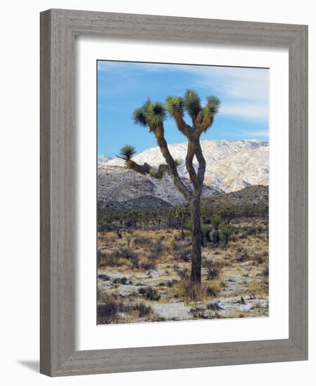 Joshua Trees in Winter, Joshua Tree National Park, California, USA-Michel Hersen-Framed Photographic Print