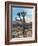 Joshua Trees in Winter, Joshua Tree National Park, California, USA-Michel Hersen-Framed Photographic Print