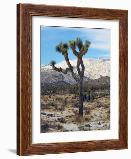 Joshua Trees in Winter, Joshua Tree National Park, California, USA-Michel Hersen-Framed Photographic Print